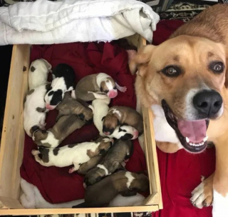 Illustration de l'article : 11 photos attendrissantes de chats et de chiens qui vont illuminer votre journée