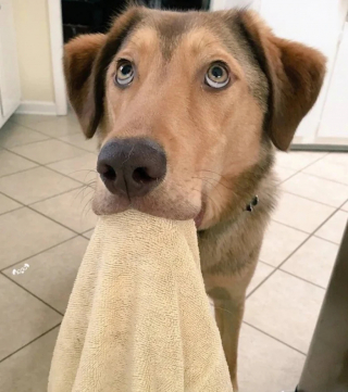 Illustration de l'article : 11 photos attendrissantes de chats et de chiens qui vont illuminer votre journée
