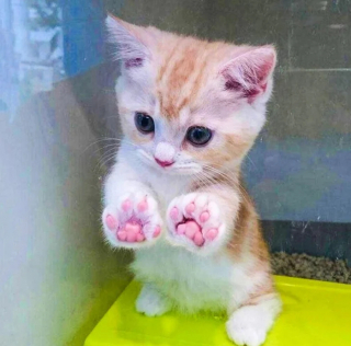 Illustration de l'article : 11 photos attendrissantes de chats et de chiens qui vont illuminer votre journée