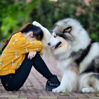 Illustration de l'article : 24 photos de chiens qui témoignent leur amour à leurs maîtres