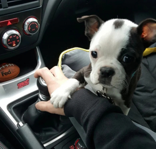 Illustration de l'article : 24 photos de chiens qui témoignent leur amour à leurs maîtres