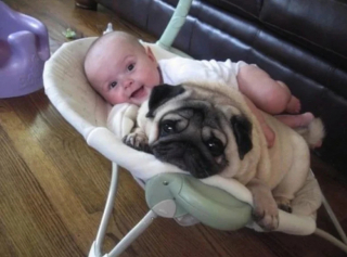 Illustration de l'article : 24 photos de chiens qui témoignent leur amour à leurs maîtres