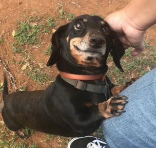 Illustration de l'article : 24 photos de chiens qui témoignent leur amour à leurs maîtres