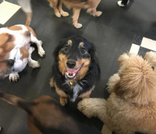 Illustration de l'article : 24 photos de chiens qui témoignent leur amour à leurs maîtres