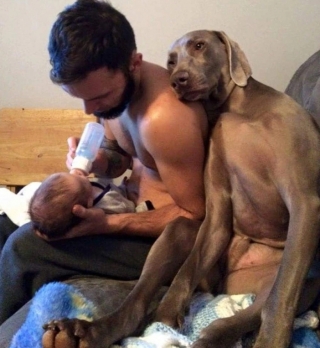 Illustration de l'article : 24 photos de chiens qui témoignent leur amour à leurs maîtres