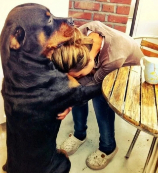 Illustration de l'article : 24 photos de chiens qui témoignent leur amour à leurs maîtres