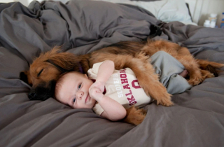 Illustration de l'article : 24 photos de chiens qui témoignent leur amour à leurs maîtres