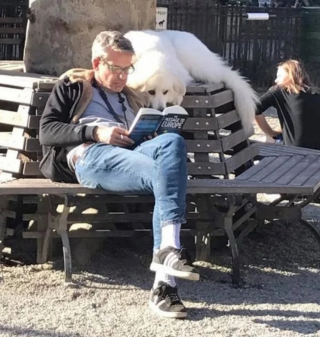 Illustration de l'article : 24 photos de chiens qui témoignent leur amour à leurs maîtres