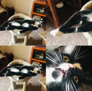 Illustration de l'article : 18 photos de chats et de chiens qui égayent notre quotidien avec leurs bêtises
