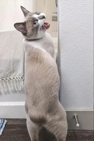Illustration de l'article : 18 photos de chats et de chiens qui égayent notre quotidien avec leurs bêtises