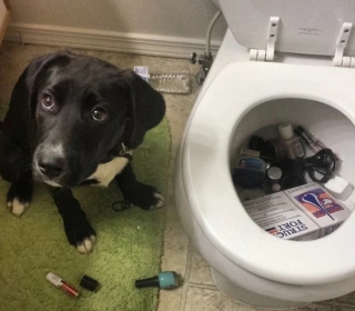 Illustration de l'article : 18 photos de chats et de chiens qui égayent notre quotidien avec leurs bêtises