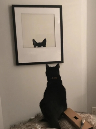 Illustration de l'article : 18 photos de chats et de chiens qui égayent notre quotidien avec leurs bêtises