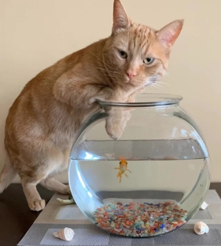 Illustration de l'article : 18 photos de chats et de chiens qui égayent notre quotidien avec leurs bêtises