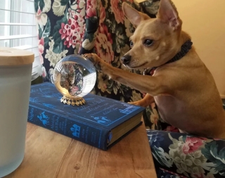 Illustration de l'article : 18 photos de chats et de chiens qui égayent notre quotidien avec leurs bêtises