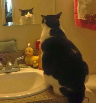 Illustration de l'article : 18 photos de chats et de chiens qui égayent notre quotidien avec leurs bêtises