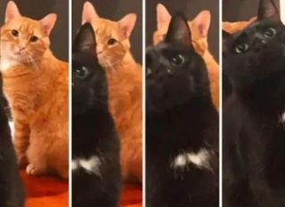 Illustration de l'article : 18 photos de chats et de chiens qui égayent notre quotidien avec leurs bêtises