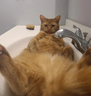 Illustration de l'article : 18 photos de chats et de chiens qui égayent notre quotidien avec leurs bêtises