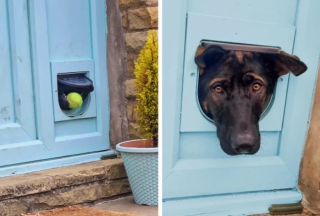 Illustration de l'article : 18 photos de chats et de chiens qui égayent notre quotidien avec leurs bêtises