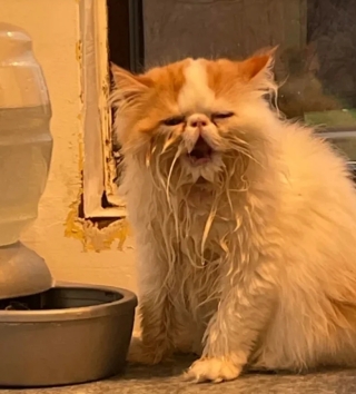 Illustration de l'article : 18 photos de chats et de chiens qui égayent notre quotidien avec leurs bêtises