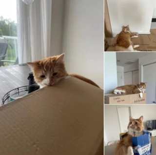 Illustration de l'article : 14 photos de chats roux qui savent se montrer à la fois doux et facétieux