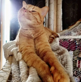 Illustration de l'article : 14 photos de chats roux qui savent se montrer à la fois doux et facétieux