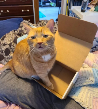 Illustration de l'article : 14 photos de chats roux qui savent se montrer à la fois doux et facétieux