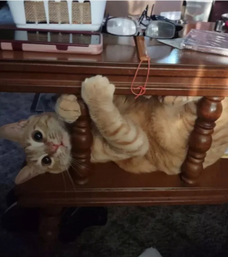 Illustration de l'article : 14 photos de chats roux qui savent se montrer à la fois doux et facétieux