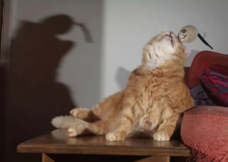 Illustration de l'article : 14 photos de chats roux qui savent se montrer à la fois doux et facétieux