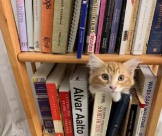 Illustration de l'article : 14 photos de chats roux qui savent se montrer à la fois doux et facétieux