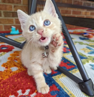 Illustration de l'article : 14 photos de chats roux qui savent se montrer à la fois doux et facétieux