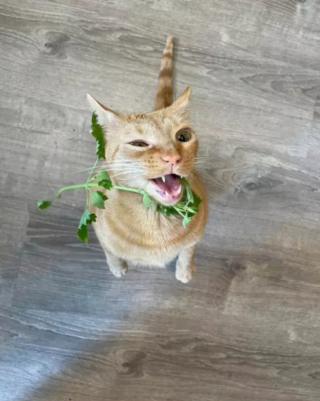 Illustration de l'article : 14 photos de chats roux qui savent se montrer à la fois doux et facétieux