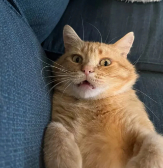 Illustration de l'article : 14 photos de chats roux qui savent se montrer à la fois doux et facétieux
