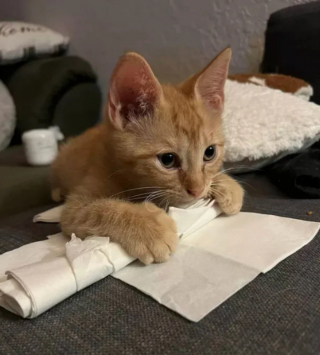 Illustration de l'article : 14 photos de chats roux qui savent se montrer à la fois doux et facétieux