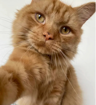 Illustration de l'article : 14 photos de chats roux qui savent se montrer à la fois doux et facétieux
