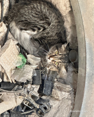Illustration de l'article : Un chaton coincé dans une tour de téléphonie sauvé grâce à la vigilance d’un employé