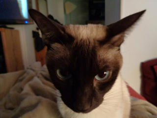 Illustration de l'article : 20 photos de chats qui restent adorables même quand ils sont fâchés