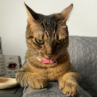 Illustration de l'article : 20 photos de chats qui restent adorables même quand ils sont fâchés