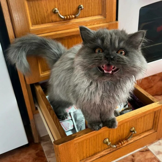 Illustration de l'article : 20 photos de chats qui restent adorables même quand ils sont fâchés
