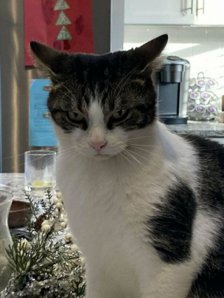 Illustration de l'article : 20 photos de chats qui restent adorables même quand ils sont fâchés