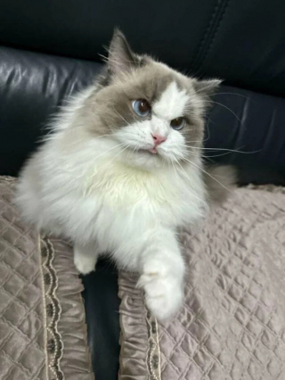 Illustration de l'article : 20 photos de chats qui restent adorables même quand ils sont fâchés