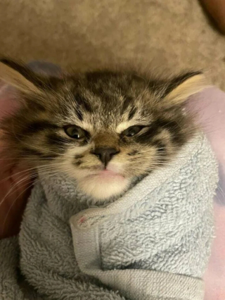 Illustration de l'article : 20 photos de chats qui restent adorables même quand ils sont fâchés