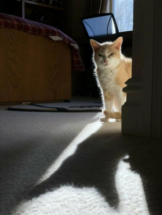 Illustration de l'article : 20 photos de chats qui restent adorables même quand ils sont fâchés