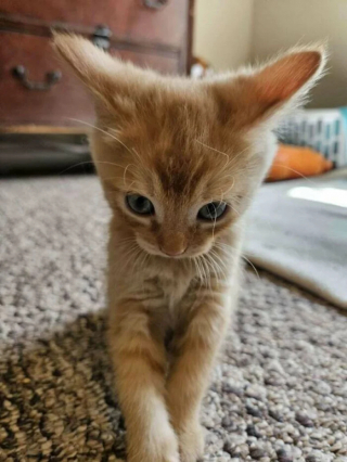 Illustration de l'article : 20 photos de chats qui restent adorables même quand ils sont fâchés