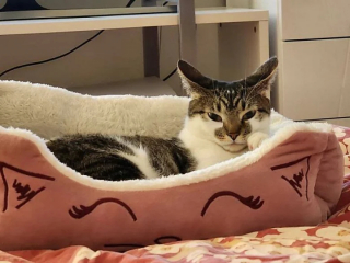 Illustration de l'article : 20 photos de chats qui restent adorables même quand ils sont fâchés