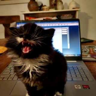 Illustration de l'article : 20 photos de chats qui restent adorables même quand ils sont fâchés