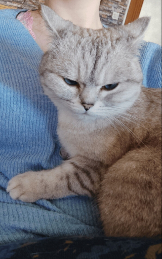 Illustration de l'article : 20 photos de chats qui restent adorables même quand ils sont fâchés