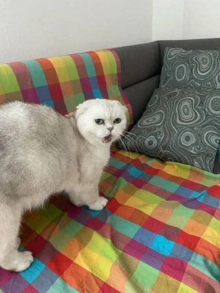 Illustration de l'article : 20 photos de chats qui restent adorables même quand ils sont fâchés