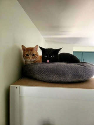 Illustration de l'article : 20 photos de chats qui restent adorables même quand ils sont fâchés