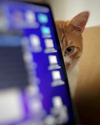 Illustration de l'article : 20 photos de chats qui restent adorables même quand ils sont fâchés
