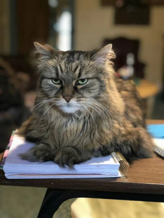 Illustration de l'article : 20 photos de chats qui restent adorables même quand ils sont fâchés